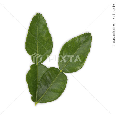 bergamot leaf on white background bergamot leaf on white background 54140816