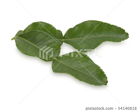 bergamot leaf on white background bergamot leaf on white background 54140818