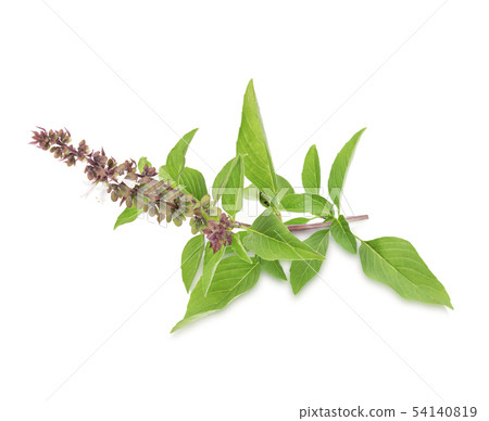 Green basil Isolated on white background Green basil Isolated on white background 54140819