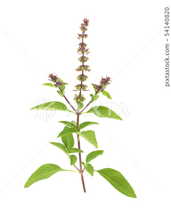 Green basil Isolated on white background Green basil Isolated on white background 54140820