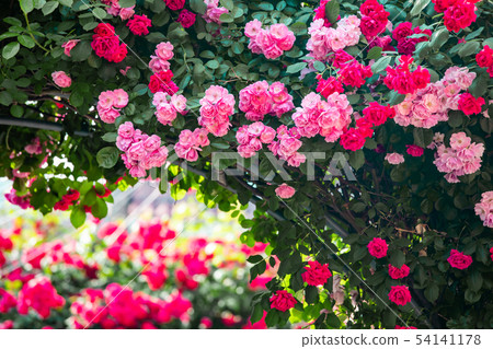 Pink rose bouquet Pink rose bouquet 54141178