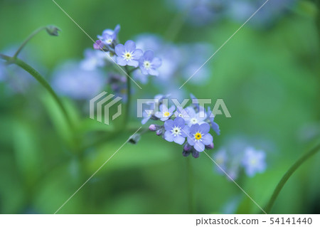 勿忘我忘了 54141440