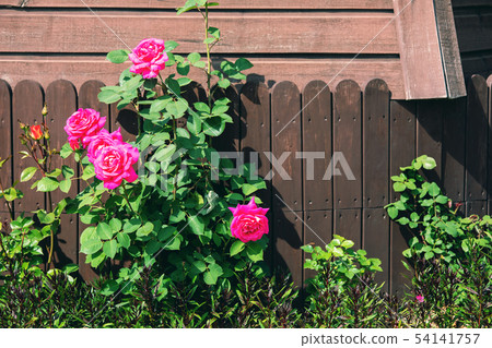 Roses and wooden fences Roses and wooden fences 54141757