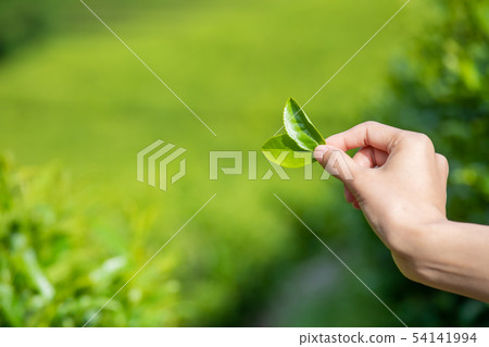 Daehon Boseong Green Tea Field Daehon Boseong Green Tea Field 54141994