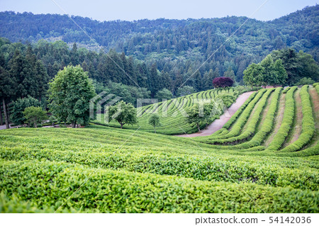 Daehon Boseong綠茶領域 Daehon Boseong綠茶領域 54142036