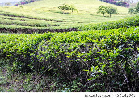 Daehon Boseong綠茶領域 Daehon Boseong綠茶領域 54142043