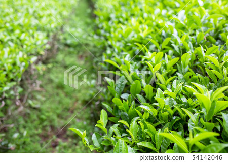 Daehon Boseong綠茶領域 54142046