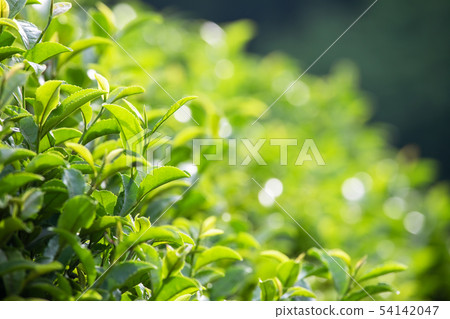 Daehon Boseong Green Tea Field 54142047