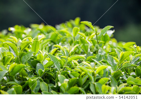 Daehon Boseong Green Tea Field Daehon Boseong Green Tea Field 54142051