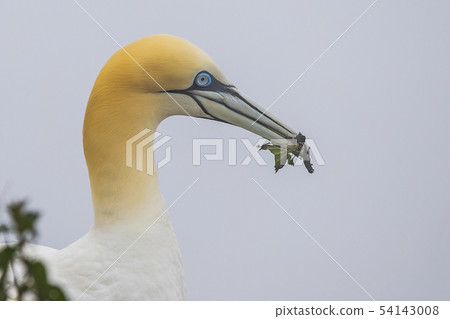 Gannets At Bempton Cliffs 54143008