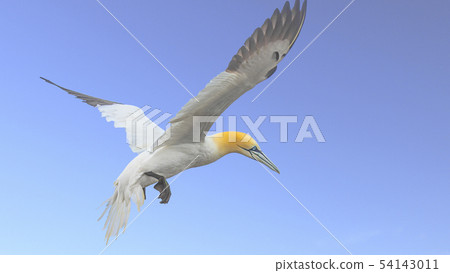 Gannets At Bempton Cliffs 54143011