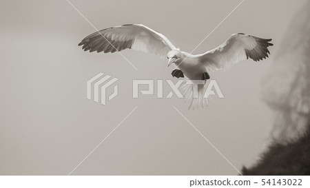Gannets At Bempton Cliffs Gannets At Bempton Cliffs 54143022