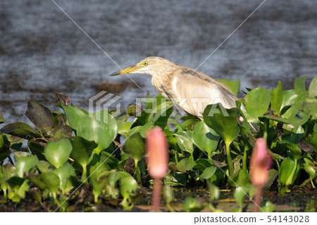 Birds live and swim in freshwater lakes 54143028