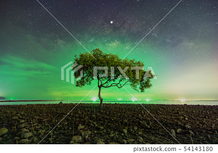 One tree at Chumphon beach, Chumphon province. One tree at Chumphon beach, Chumphon province. 54143180