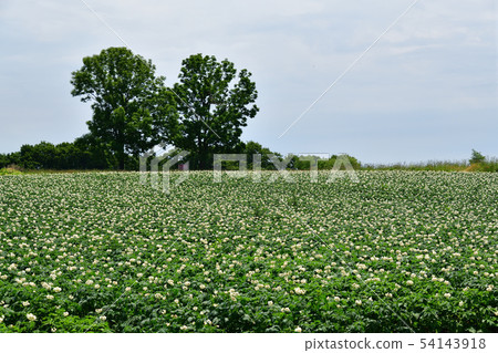 Photographing the landscape of potato flowers in full bloom in the field farming area of Kochi-cho, Hakodate-shi, Hokkaido in early summer Photographing the landscape of potato flowers in full bloom in the field farming area of Kochi-cho, Hakodate-shi, Hokkaido in early summer 54143918