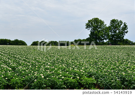 Photographing the landscape of potato flowers in full bloom in the field farming area of Kochi-cho, Hakodate-shi, Hokkaido in early summer Photographing the landscape of potato flowers in full bloom in the field farming area of Kochi-cho, Hakodate-shi, Hokkaido in early summer 54143919