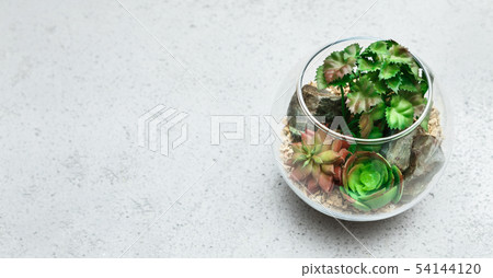 Mini home garden concept, copy space 54144120