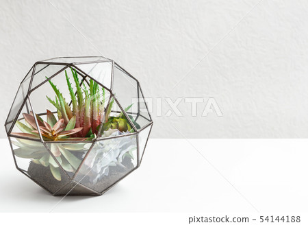 Succulent garden in glass florarium, copy space. Succulent garden in glass florarium, copy space. 54144188
