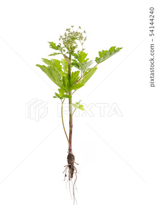 Dangerous toxic plant Giant Hogweed. Forms burns and blisters on skin. Isolated on white background 54144240