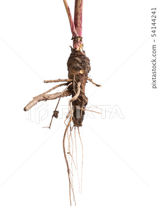 Root of dangerous toxic plant Giant Hogweed. Also known as Heracleum or Cow Parsnip. Isolated on 54144241