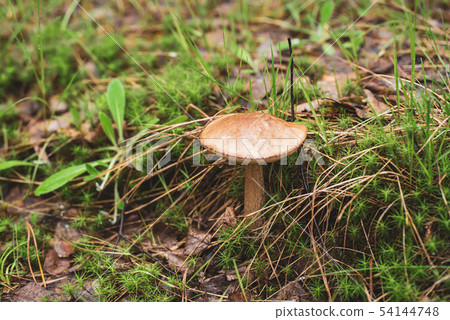 Edible wild mushroom 54144748
