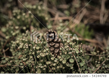 Pine cone in the moss 54144749