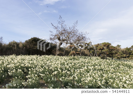 Daffodil of Jogashima 54144911