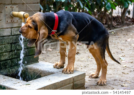 Beautiful Bloodhound puppy at 5 months. Beautiful Bloodhound puppy at 5 months. 54145497