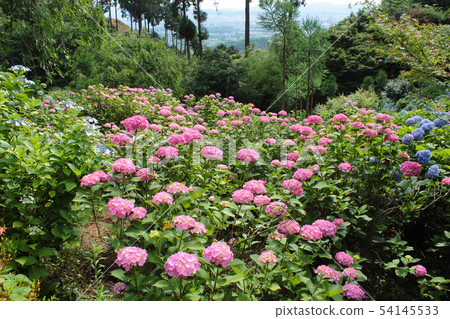 京都Zentsuji寺繡球花 京都Zentsuji寺繡球花 54145533