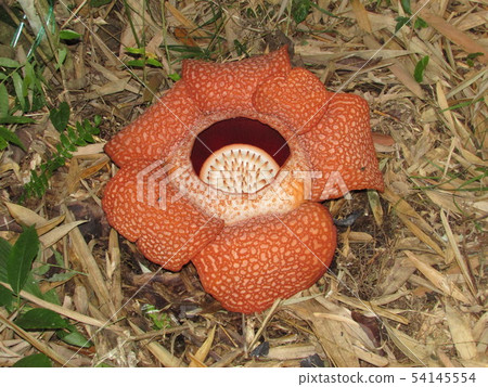 Rafflesia in full bloom 54145554