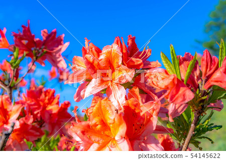 Renge Azalea bathing in the morning sun [Yamanashi Prefecture] 54145622