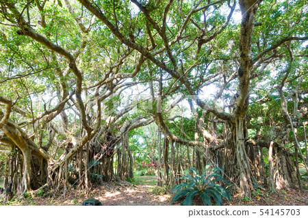 Bajumaru Bajumaru 54145703