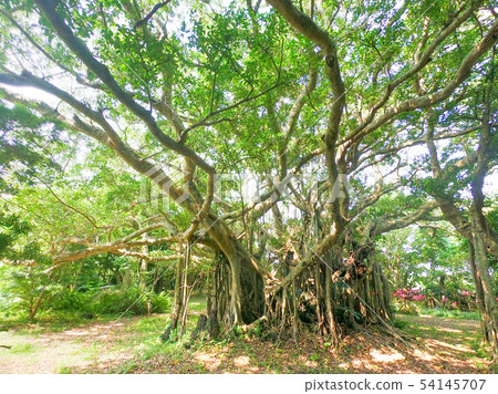 Bajumaru Bajumaru 54145707