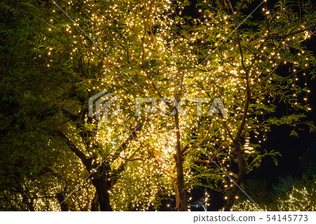 Decorative outdoor string lights hanging on tree Decorative outdoor string lights hanging on tree 54145773