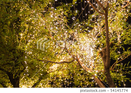 Decorative outdoor string lights hanging on tree Decorative outdoor string lights hanging on tree 54145774