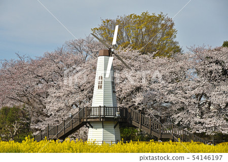 Minuma Nada: Cherry blossoms and Windmills 54146197