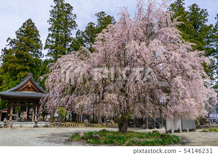 Weeping cherry blossoms of Hase-ji Temple Hakuba-mura, Nagano Prefecture Weeping cherry blossoms of Hase-ji Temple Hakuba-mura, Nagano Prefecture 54146231
