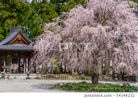 Weeping cherry blossoms of Hase-ji Temple Hakuba-mura, Nagano Prefecture Weeping cherry blossoms of Hase-ji Temple Hakuba-mura, Nagano Prefecture 54146232