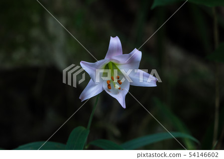 Sasayuri blooming Sasayuri blooming 54146602