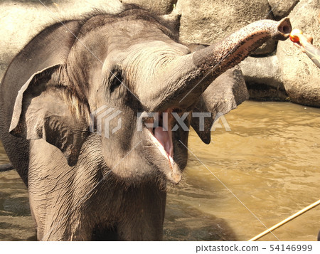 Elephant an elephant Elephant an elephant 54146999