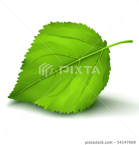 Fresh green leaf isolated on white background - Stock Illustration ...