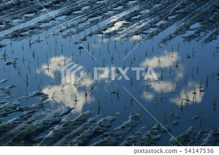 Impression of rice fields in the suburbs of Tokyo Hachioji City Impression of rice fields in the suburbs of Tokyo Hachioji City 54147536