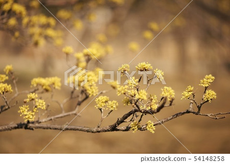 Corn oil Corn oil 54148258