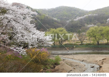 Cherry blossoms, Yongin-si, Gyeonggi-do 54148495