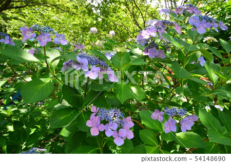 Takahata Fudoson's Hydrangea Hino City 54148690