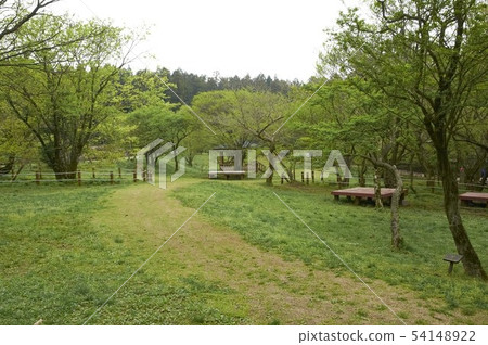 Jindo Natural Recreation Forest, Jeju Island 54148922