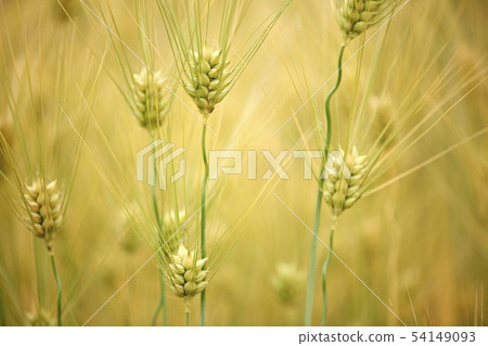 barley barley 54149093