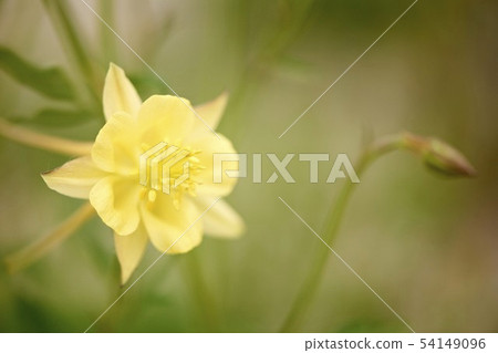 Western Mackerel Flower Western Mackerel Flower 54149096