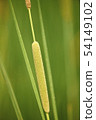 reed mace 54149102