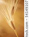 barley 54149107